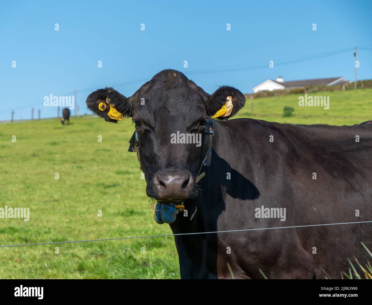 Portrait d'une vache laitière sur un champ de fermiers verts par une  journée ensoleillée. Bovins. Une vache dans un pâturage avec un poids sur  son cou, une vache sur un champ d'herbe