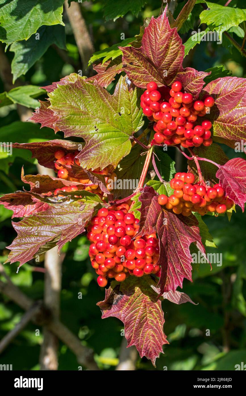 Rose Guelder (Viburnum opulus) gros plan de baies rouges / fruits et feuilles tournées montrant les couleurs d'automne en raison de la sécheresse prolongée / vague de chaleur en été Banque D'Images