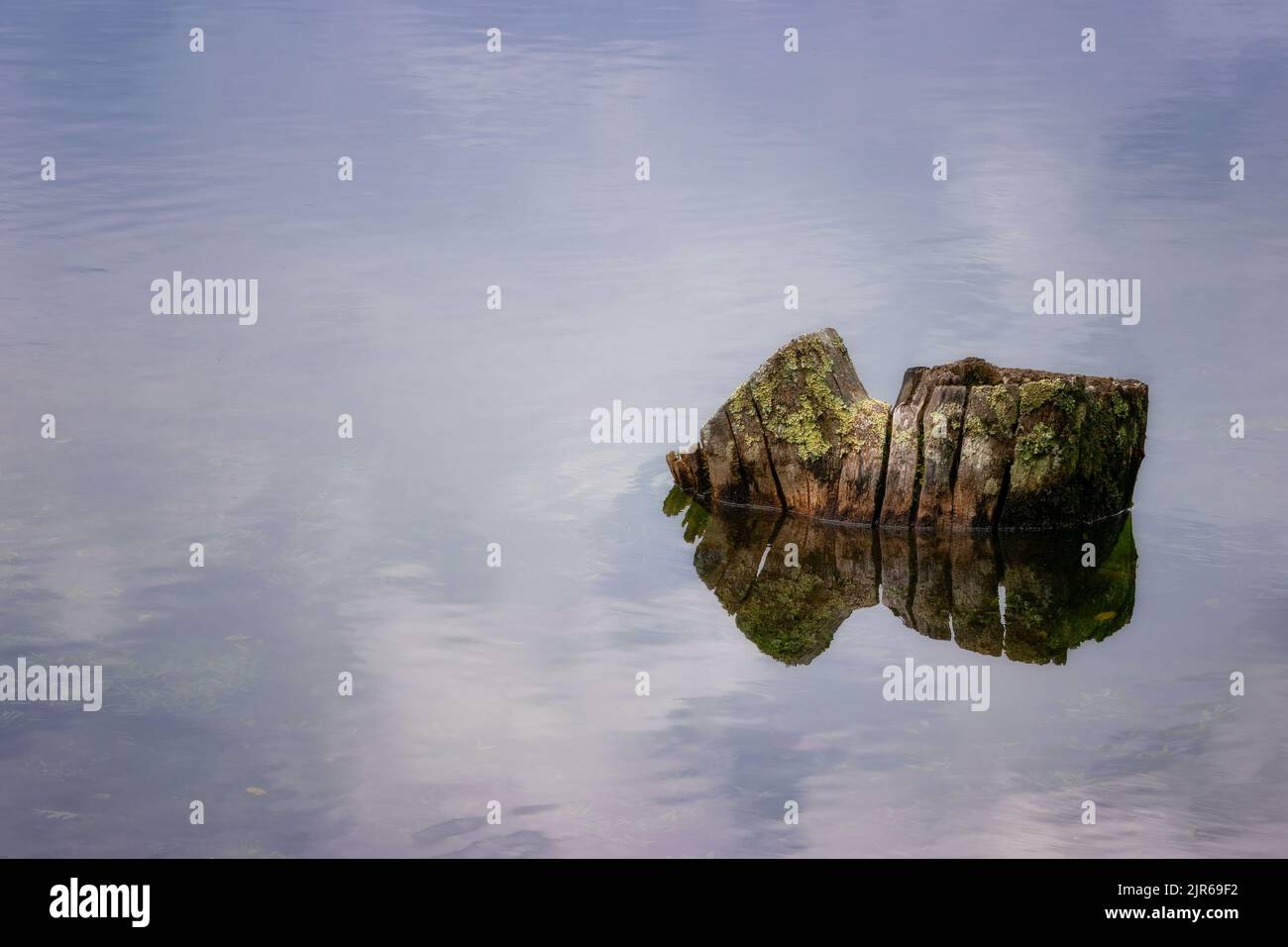 Arrière-plan et espace de copie disponibles dans cette image d'une ancienne souche d'arbre entourée d'eau. Banque D'Images