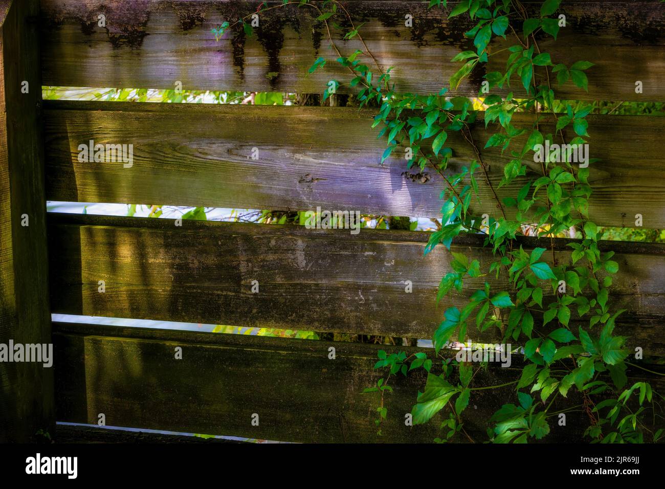 La vigne de pantalon de super-réducteur de Virginie pousse sur une clôture en bois abîmé il est vert laisse un bon contraste. Banque D'Images