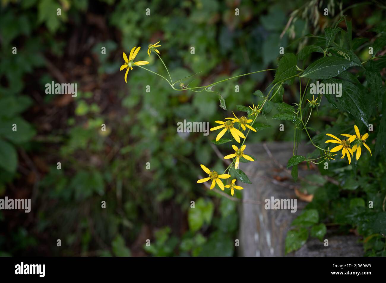 Les fleurs sauvages jaunes connaissent la croissance du tronc d'aile dans une forêt du Tennessee. Banque D'Images