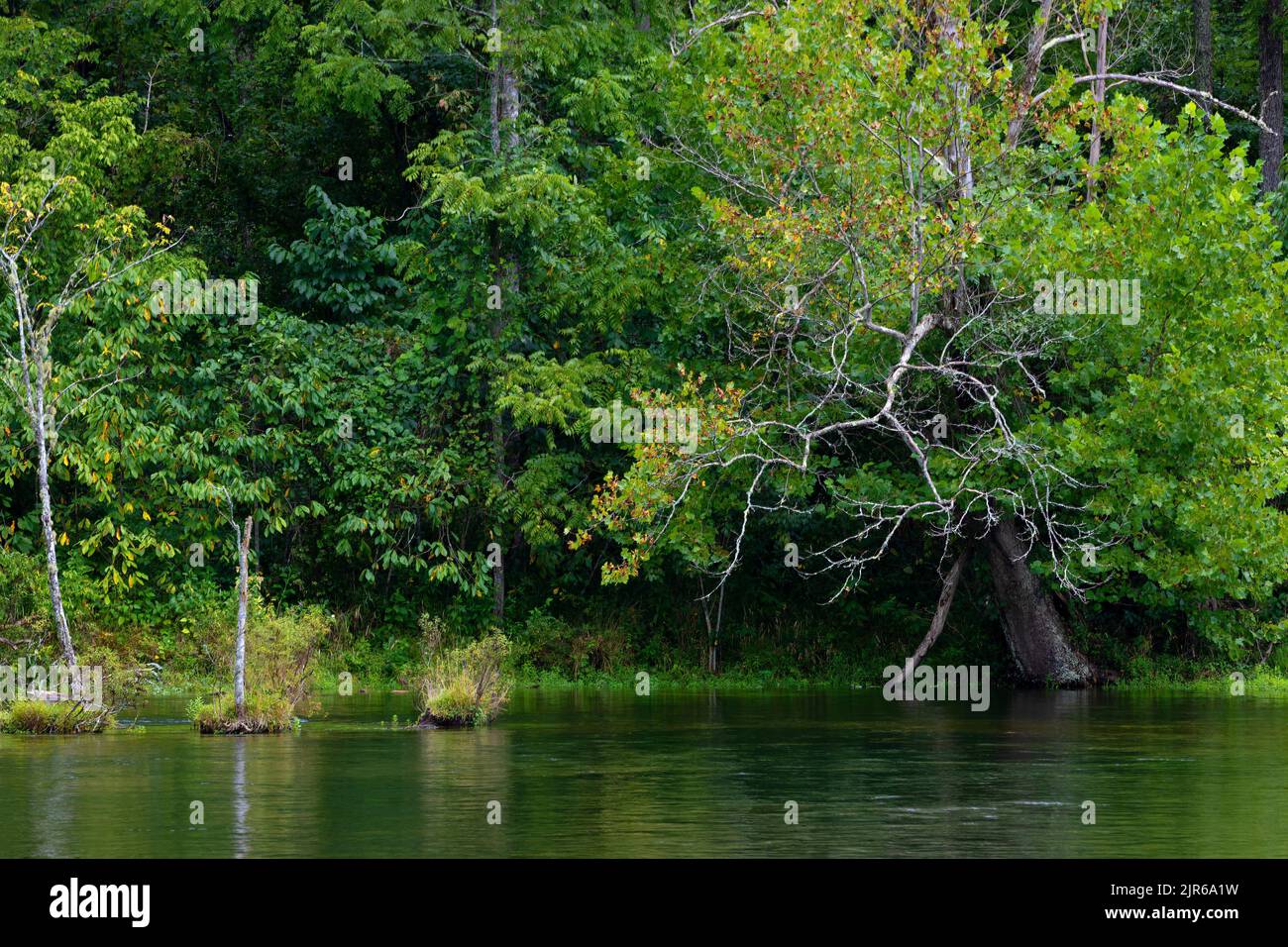Vue sur le paysage de la pittoresque rivière South Holston près de Bristol, Tennessee. Banque D'Images
