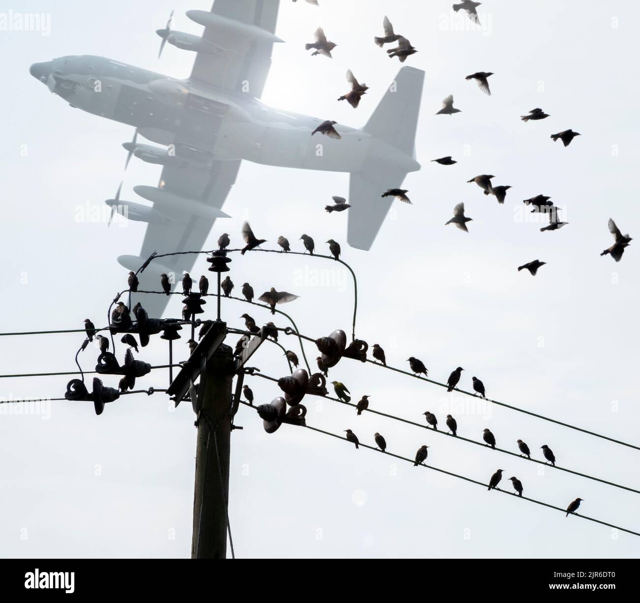 Lockheed Hercules survolant à basse altitude, au-dessus d'un troupeau d'amidons sur un poteau et une ligne de puissance locaux Banque D'Images