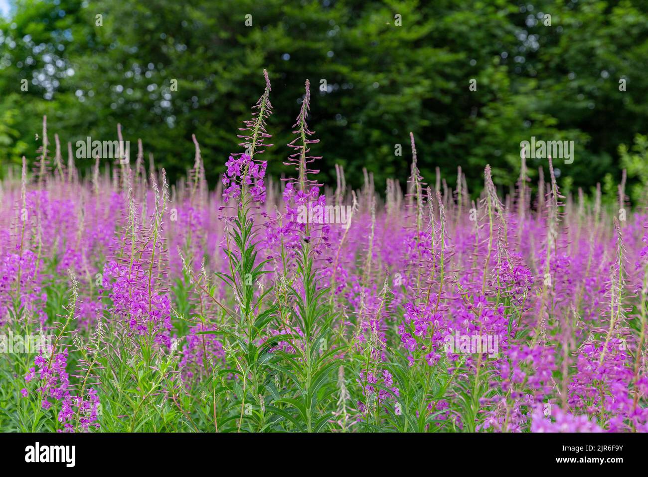 Fleurs de l'herbe à feu, Chamaenerion angostifolium par une belle journée d'été. La mouchee (Chamaenerion angostifolium) se blogue en masse dans le Mountai carpalien Banque D'Images