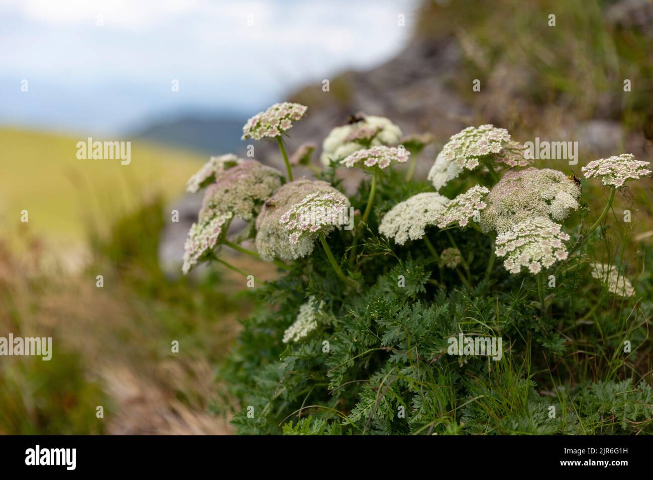 Seseri libanotis plante blanche à fleurs dans les Carpates ukrainiens. Carotte de lune (Seseri libanotis). La carotte de lune (Seseri libanotis) est un haut-a unique Banque D'Images