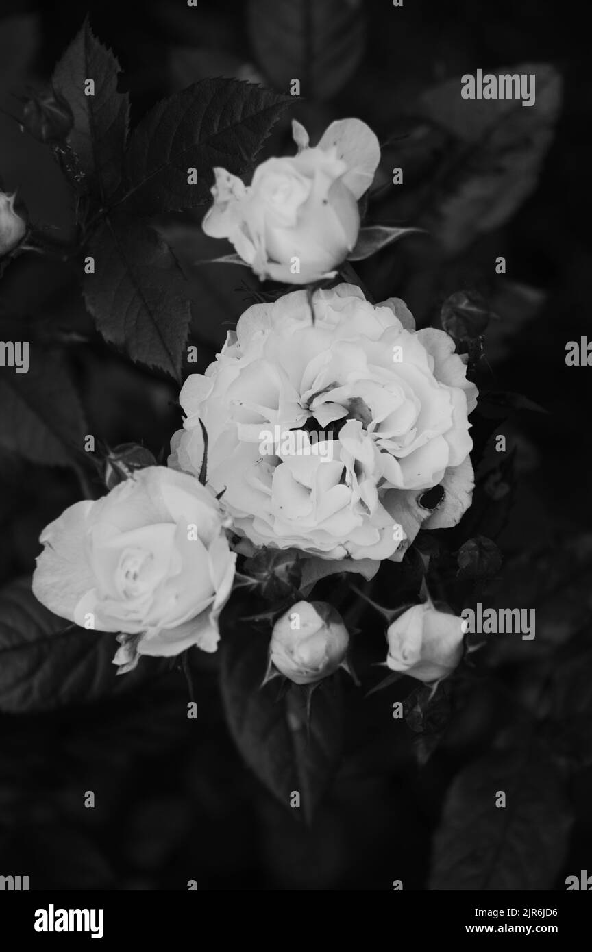 Une échelle de gris d'un rosier avec fleurs en fleur Banque D'Images