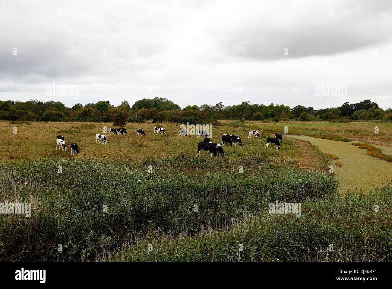 Au Royaume-Uni, en août, des vaches de la Frise ont été en train de paître dans un pré. Banque D'Images