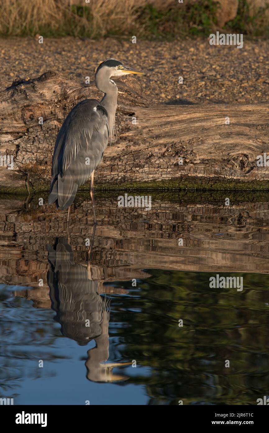 Héron gris avec lumière réfléchie du soleil bas sur l'eau Banque D'Images