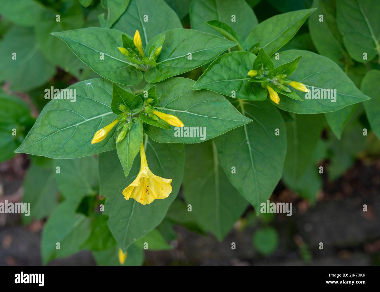 Gros plan de la floraison mirabilis jalapa, également connu comme la merveille du Pérou, une fleur ornementale cultivée par les Aztèques Banque D'Images