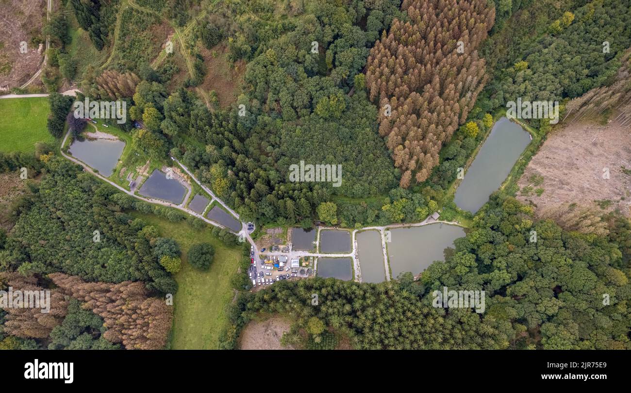 Photo aérienne, étangs de pêche paradis de pêche Steinbachtal à Breckerfeld, pays aigre, Rhénanie-du-Nord-Westphalie, Allemagne, pêche, Breckerfeld, DE, Europe Banque D'Images