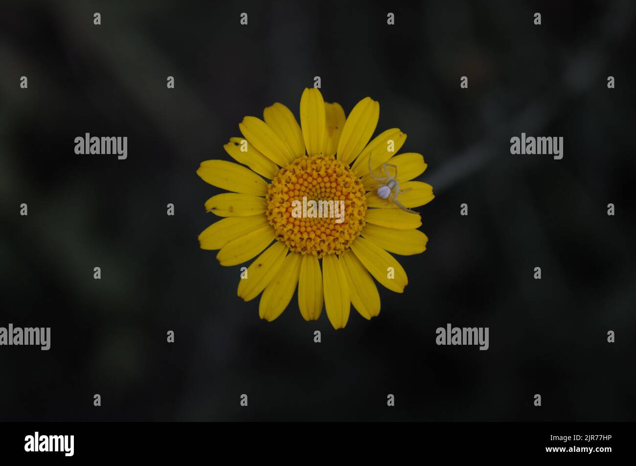 Thomisidae (Misumena vatia; araignée de crabe des Goldenrod) sur le maïs Marigold (Glebionis segetum; Chrysanthemum segetum), été, Artvin - Turquie Banque D'Images