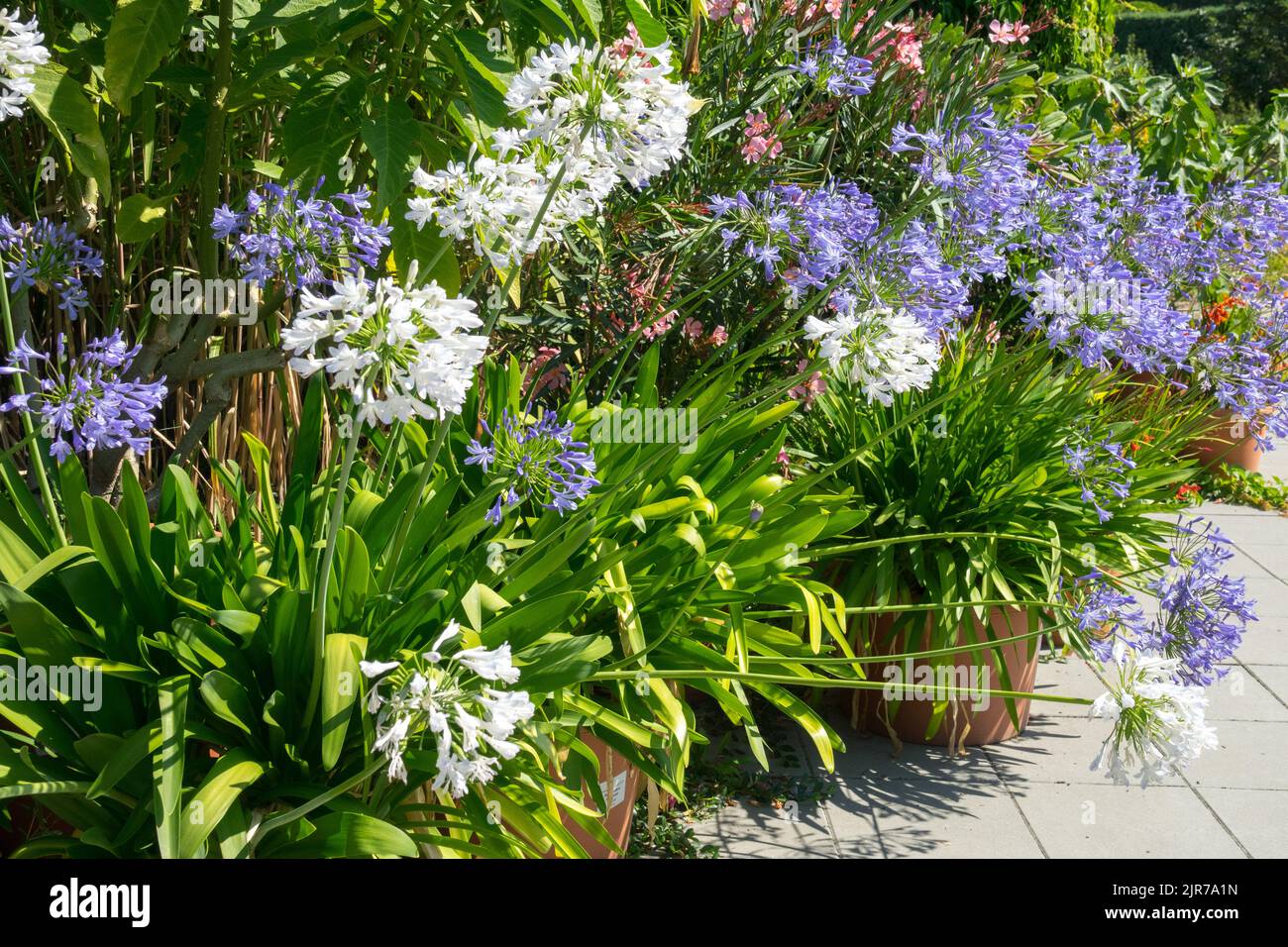 Agapanthus pot terrasse jardin d'été floraison africaine Lily Bleu du Nil Agapanthus pots Blanc Agapanthus 'Albus' fleurs Lily africaine floraison Banque D'Images