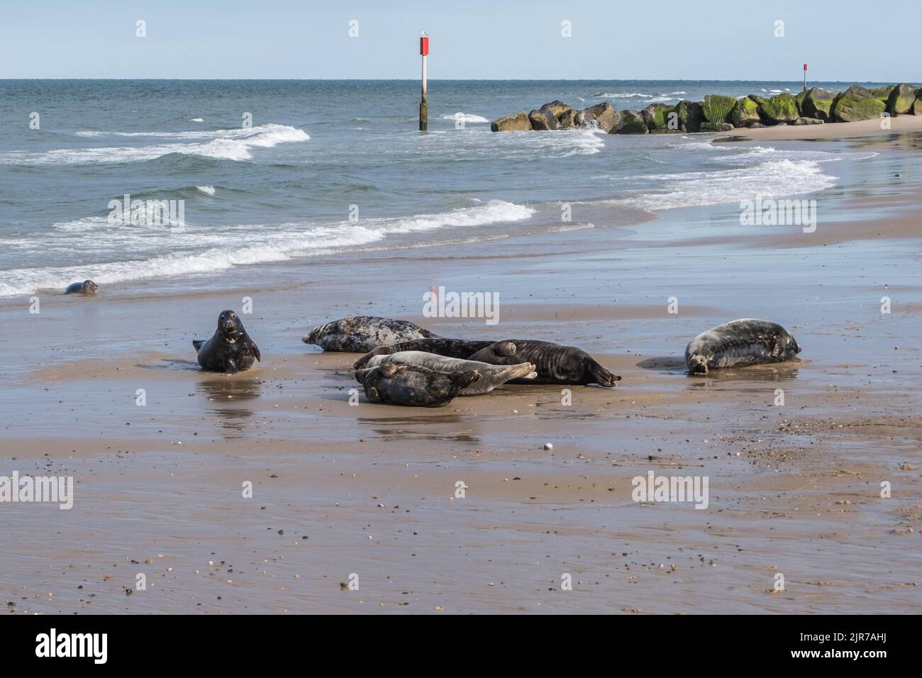Grey Seals on Horsey Beach, Horsey Gap, Norfolk, Angleterre, Royaume-Uni, Été 2022. Banque D'Images