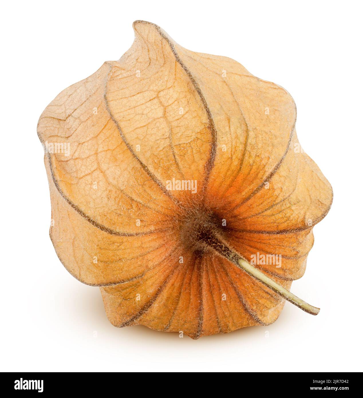 Cape groseille, physalis isolé sur fond blanc, chemin d'écrêtage, pleine profondeur de champ Banque D'Images