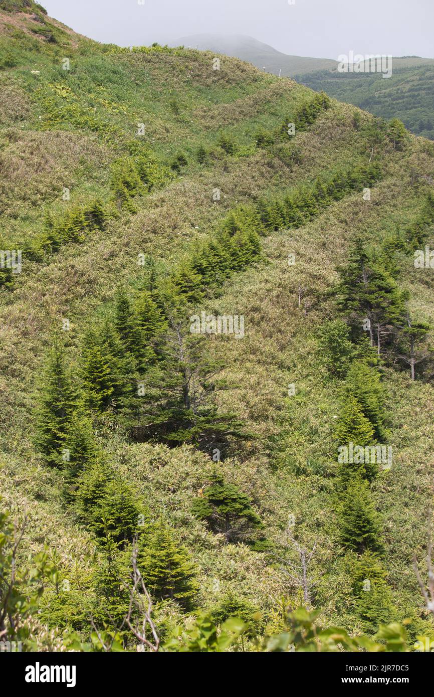 Lignes d'arbres à flanc de colline sur le site du projet de reboisement Banque D'Images