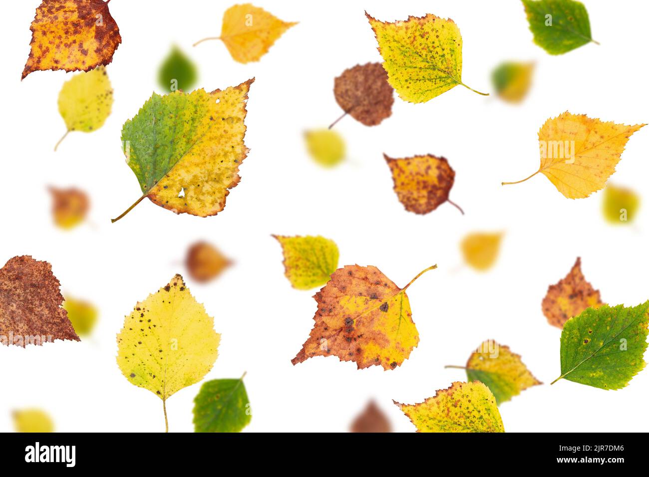 automne chutes de feuilles, isolé sur fond blanc, foyer sélectif Banque D'Images