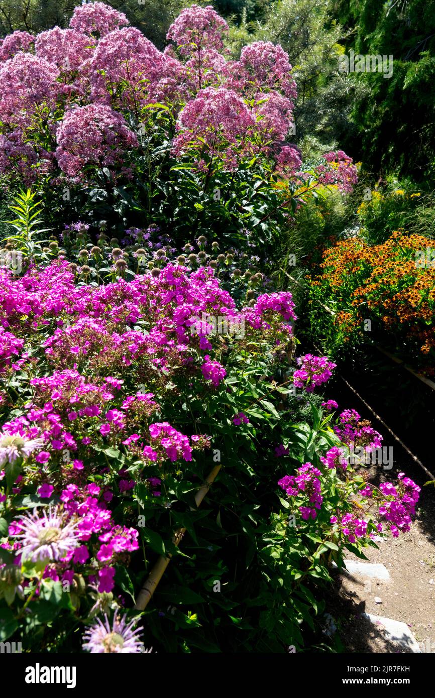 Purple Garden Phlox Purple Joe Pye Weed, saison, été, frontière en pleine floraison à la voie du jardin Banque D'Images