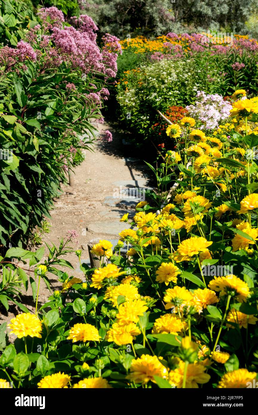 Chemin de jardin coloré bordures en été paysage de jardin jaune faux tournesols Sweet Joe Pye Weed Eutrochium Blooming Flowers Garden bordures Path Banque D'Images