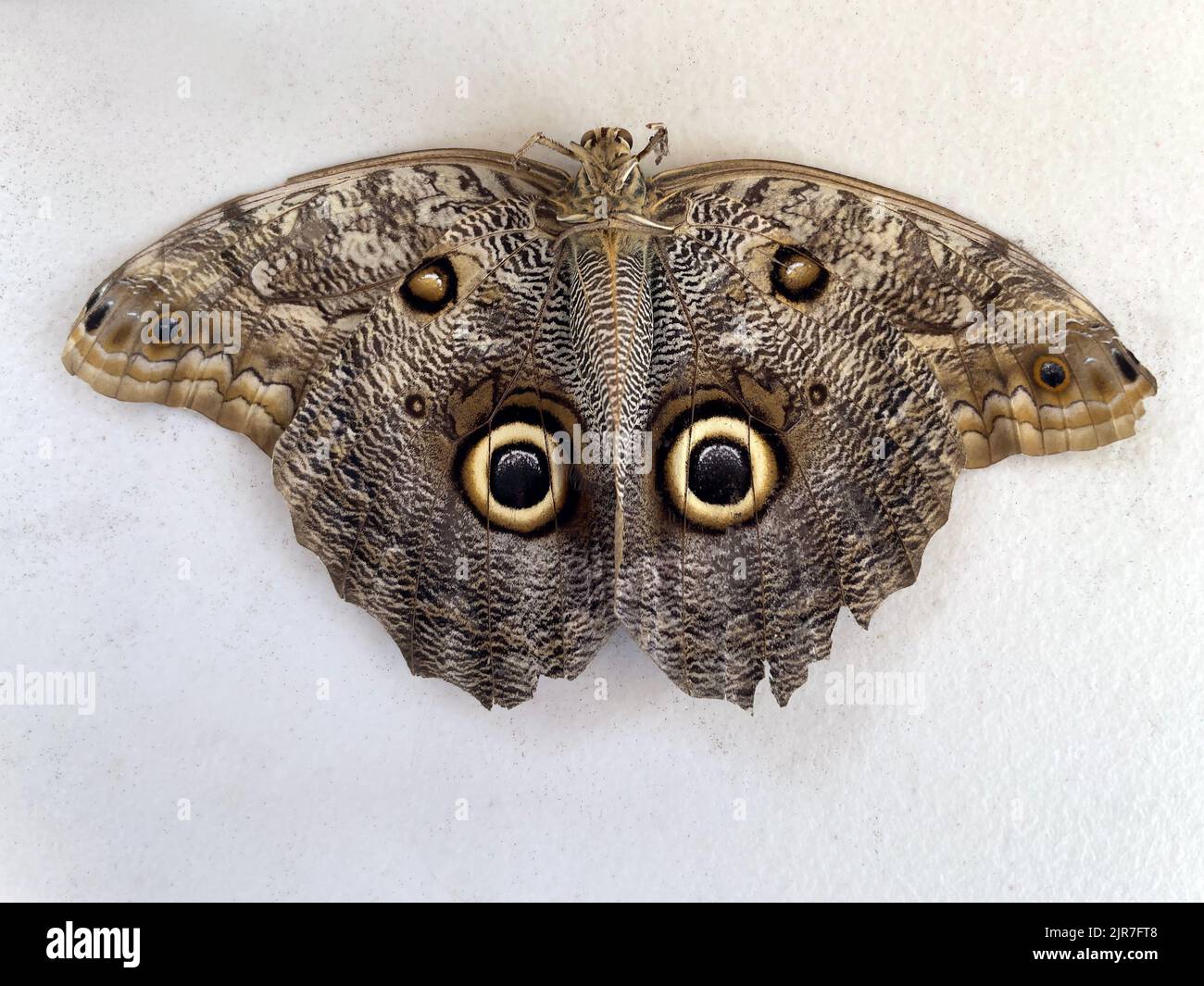 Papillon avec détail d'aile qui ressemble à deux yeux pour effrayer les prédateurs. Banque D'Images