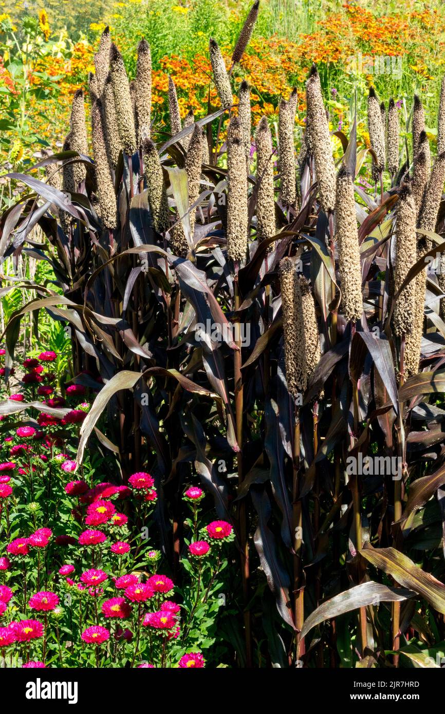 Black Leaf Millet Pennisetum 'Purple Majesty' Millet Charm Garden Flowerbed border Beautiful Pearl Millet Pennisetum glaucum mûr asters plantes annuelles Banque D'Images