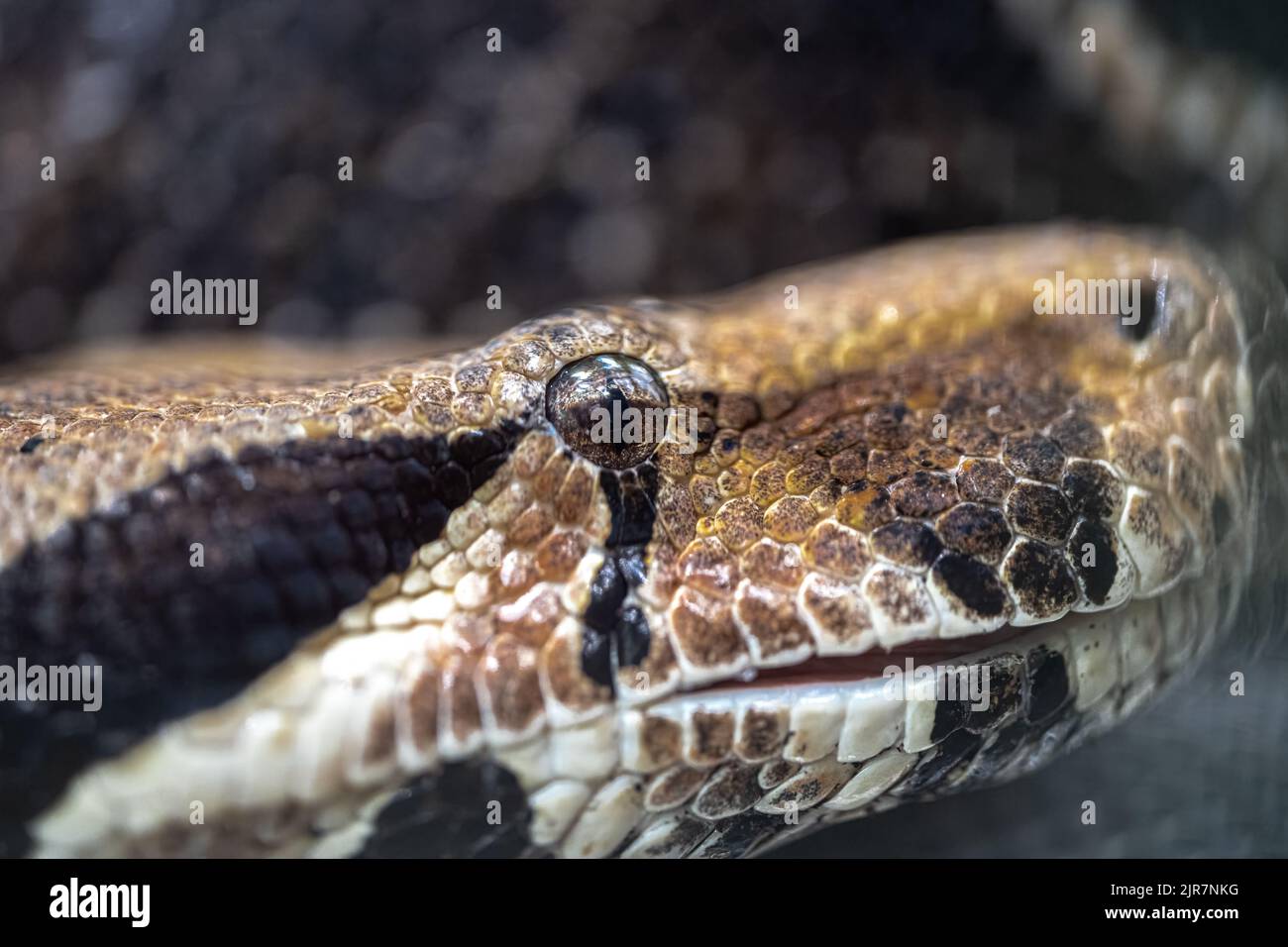 Tête d'un serpent Boa (Boa constricteur) Banque D'Images