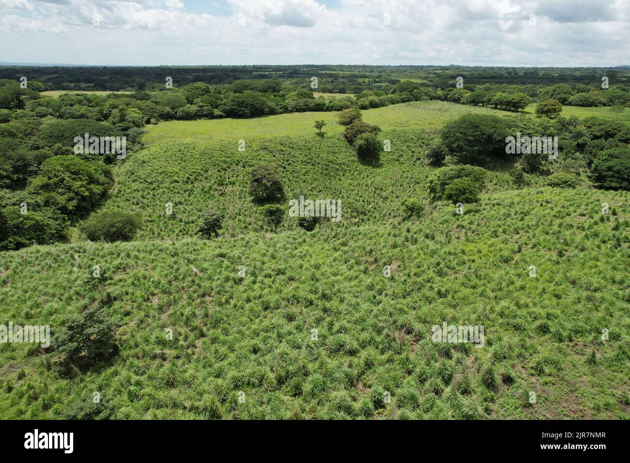 Plantation dans la nature tropicale fond vue aérienne de drone Banque D'Images