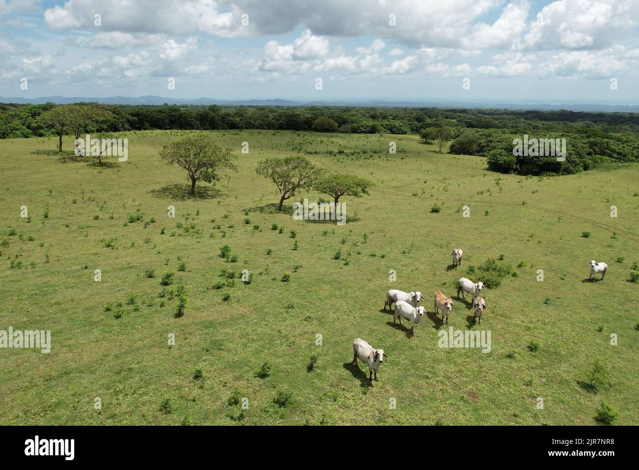 Les vaches blanches se tiennent sur le terrain vert vue aérienne de drone Banque D'Images