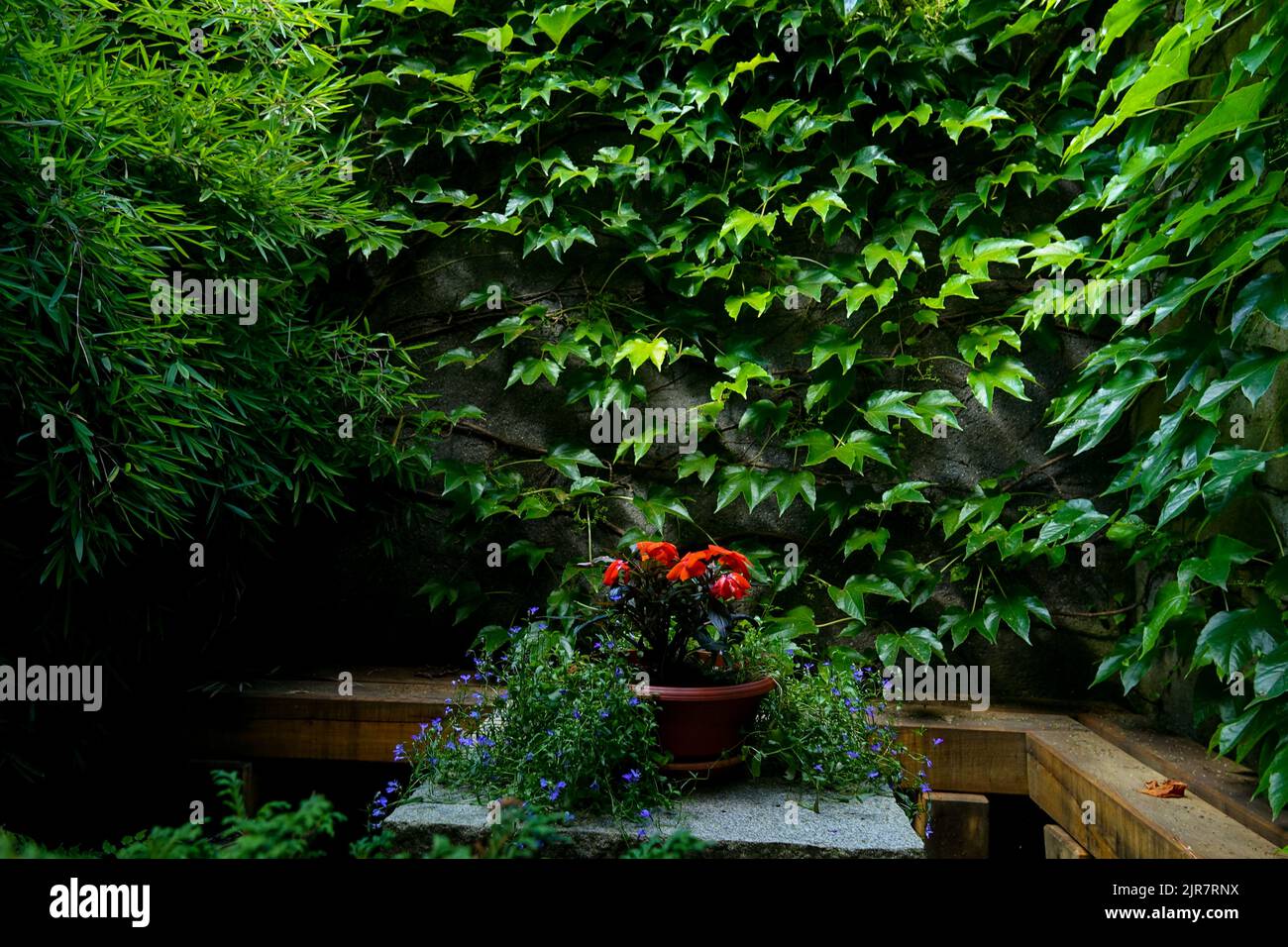 Un pot de fleurs sur une table sur une petite terrasse, feuilles vertes d'une plante rampante Boston Livy mur d'escalade Parthenocissus Bamboo jardin plantes de patio Banque D'Images