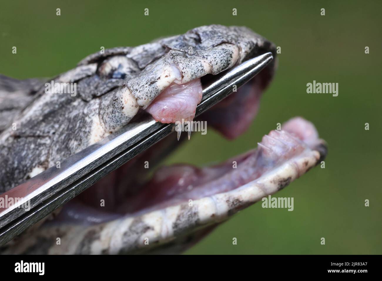 Gros plan de l'Adder fang de la mort commune australienne Banque D'Images