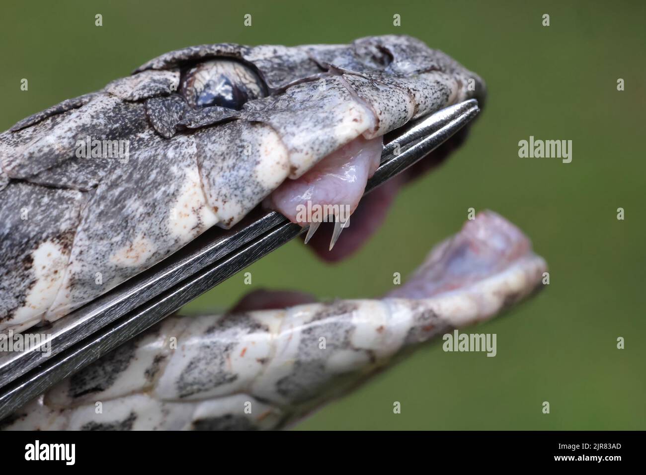 Gros plan de l'Adder fang de la mort commune australienne Banque D'Images