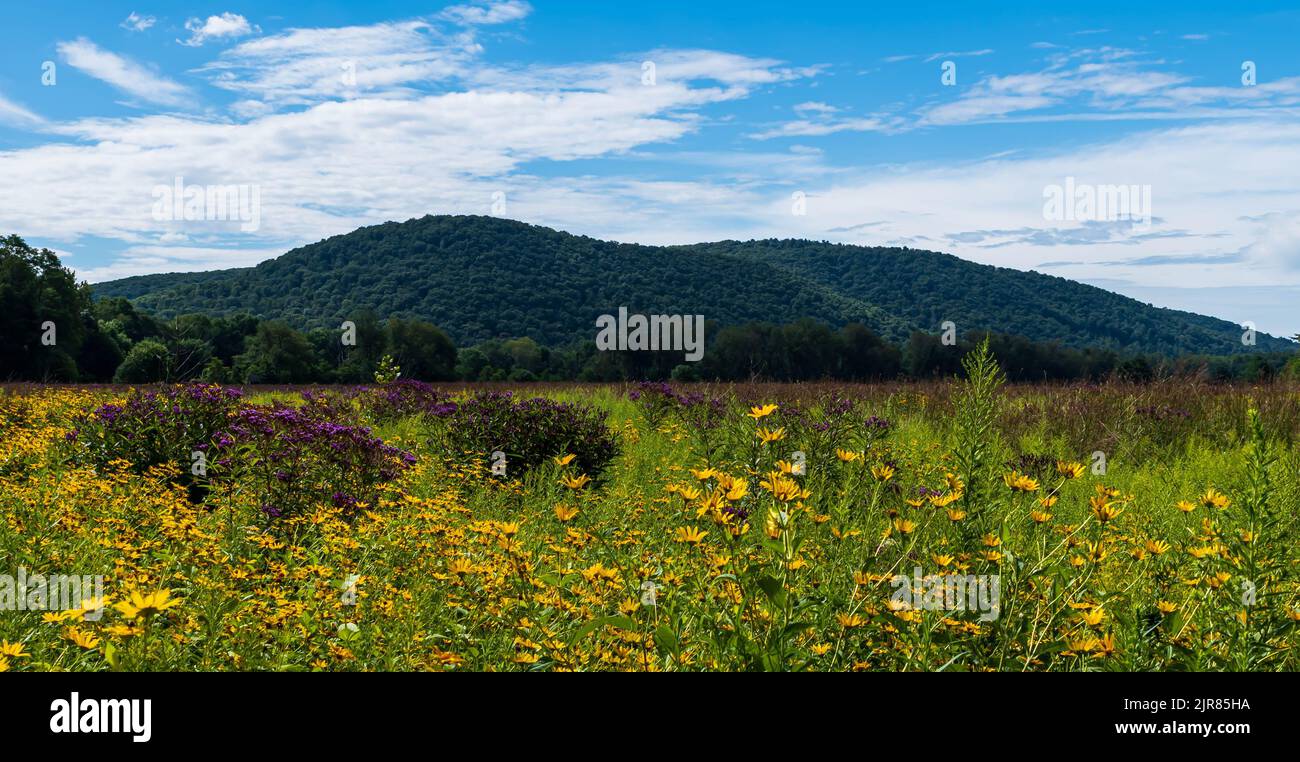 Un champ de Susan à yeux noirs fleurit avec une montagne en arrière-plan lors d'une journée d'été ensoleillée dans le canton de Brokenpaille, Pennsylvanie, États-Unis Banque D'Images