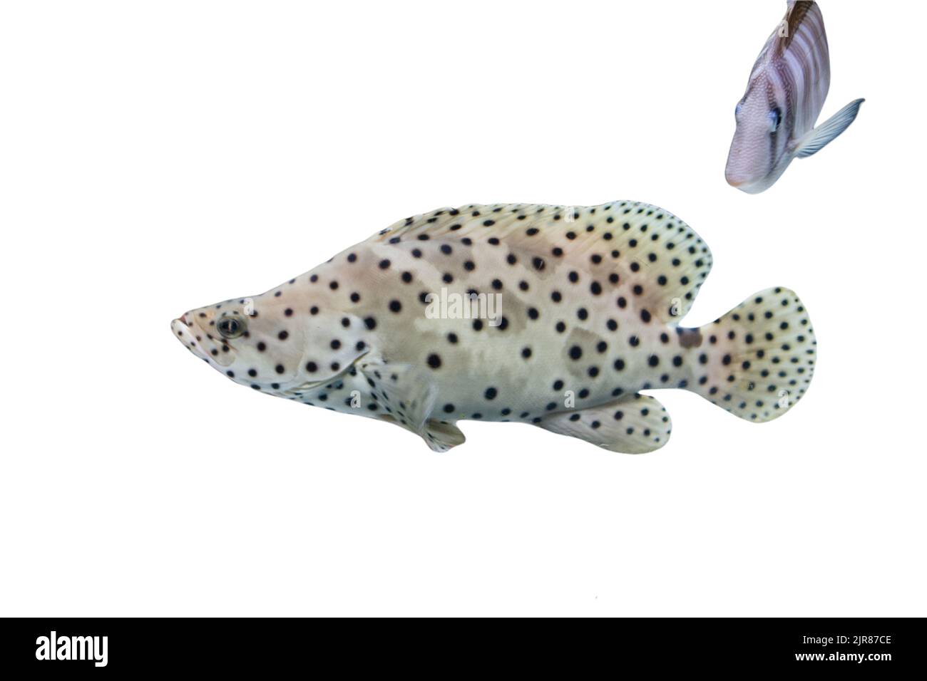 Nage de poissons colorés, isolés sur fond blanc Banque D'Images