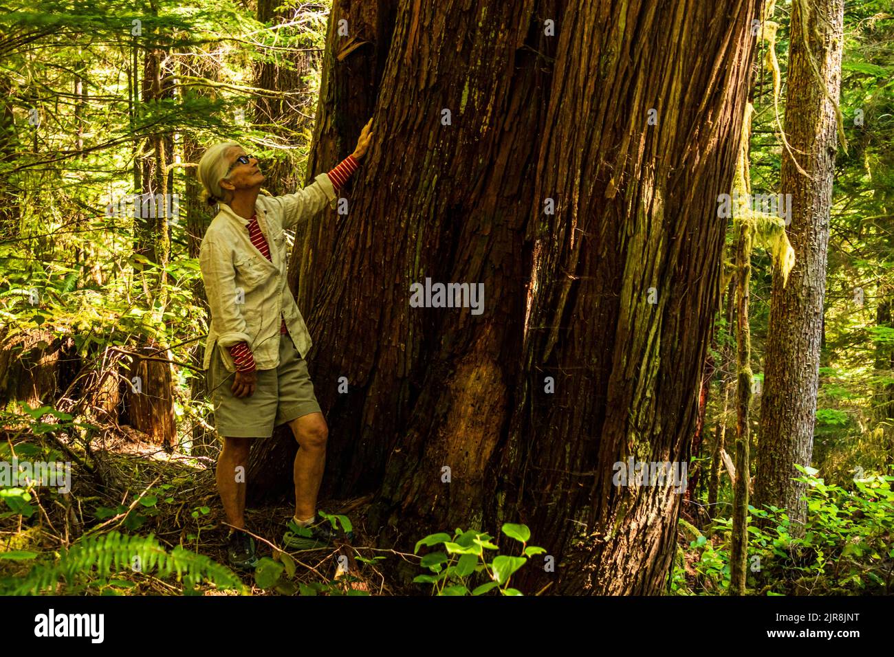 Énorme cèdre et femme âgée marchant dans la forêt verte ombragée en Colombie-Britannique, Canada. Banque D'Images