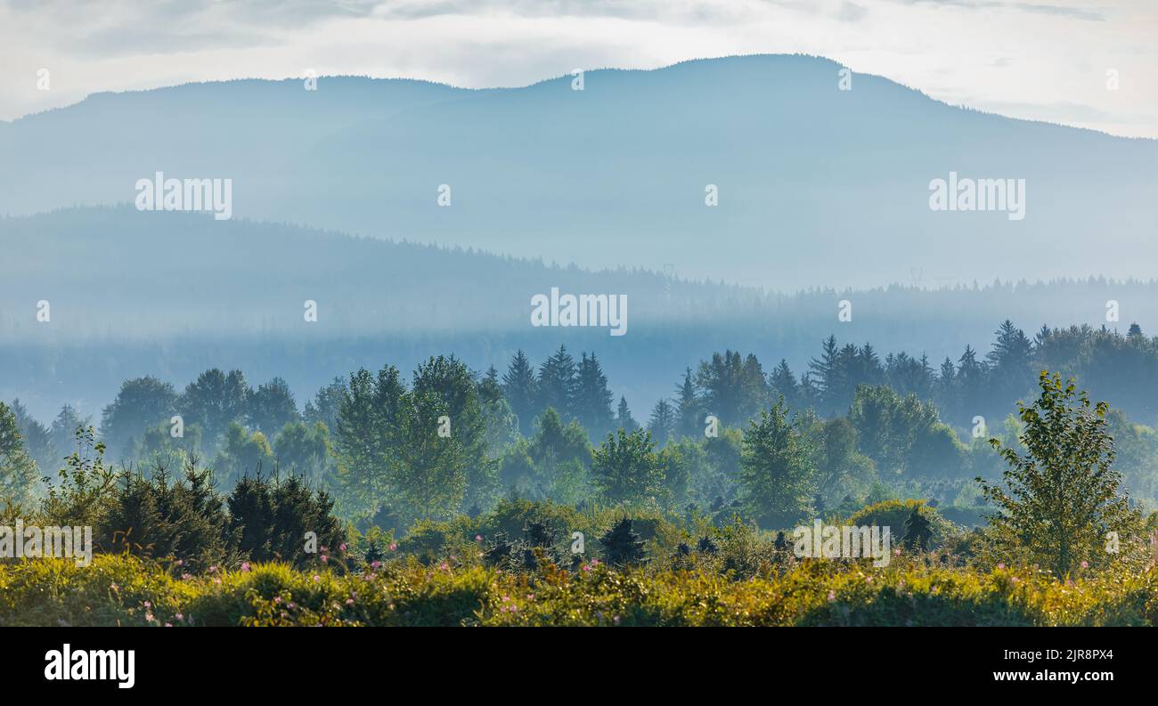 Magnifique paysage de couche de montagne dans le soleil du matin et le brouillard à la Colombie-Britannique Canada. Forêt et montagnes mystérieuses Banque D'Images