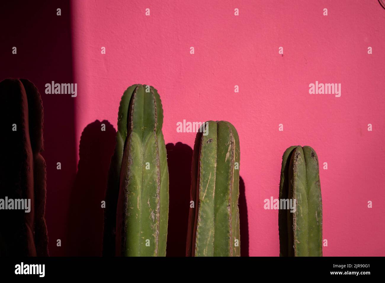 Cactus de colonne (cactus) contre un mur rose au Mexique Banque D'Images