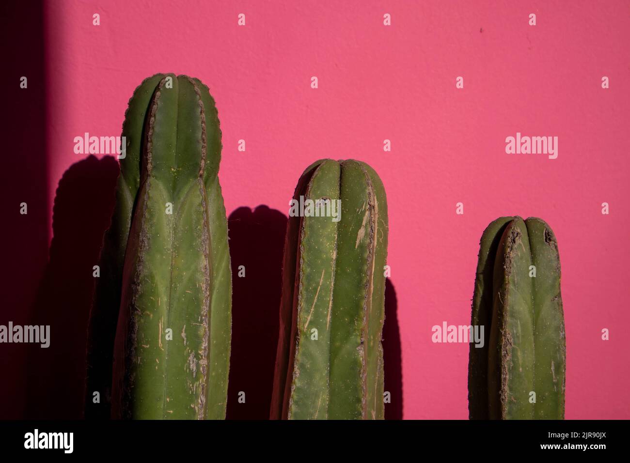 Cactus de colonne (cactus) contre un mur rose au Mexique Banque D'Images