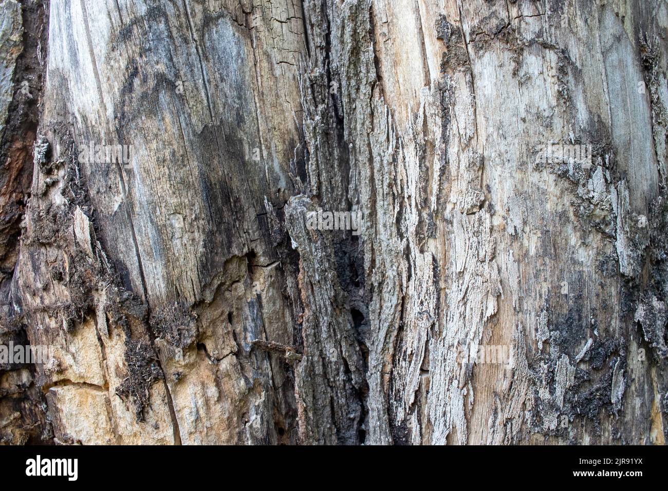 Écorce d'une texture d'arbre. Arrière-plan texturé en bois gris naturel. Gros plan Banque D'Images