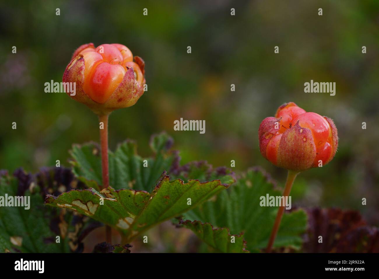 Deux mûres rouges (Rubus chamaemorus), nord de la Norvège Banque D'Images