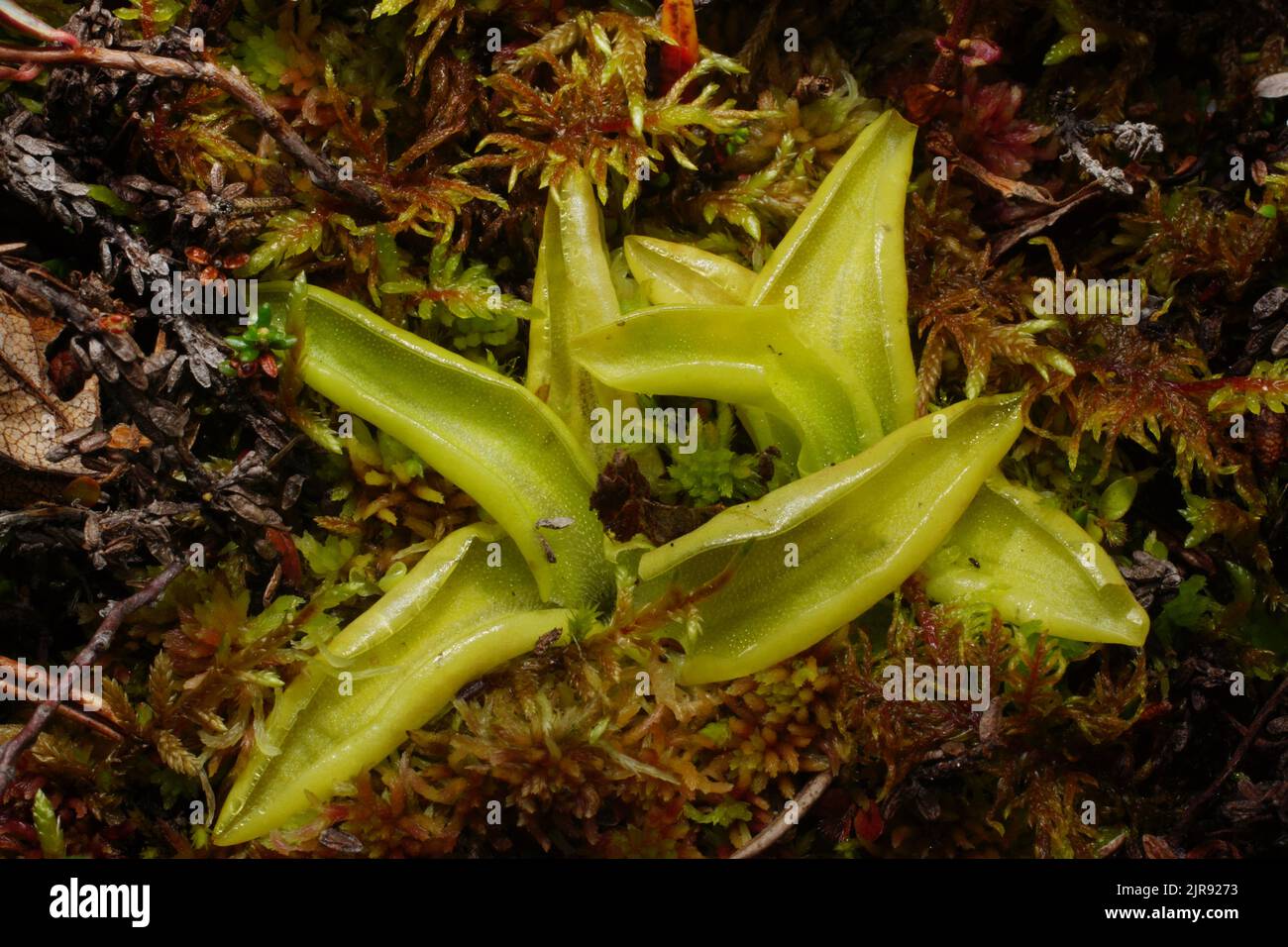Le butterwort commun (Pinguicula vulgaris) poussant dans la mousse de sphaigne, Nord de la Norvège Banque D'Images