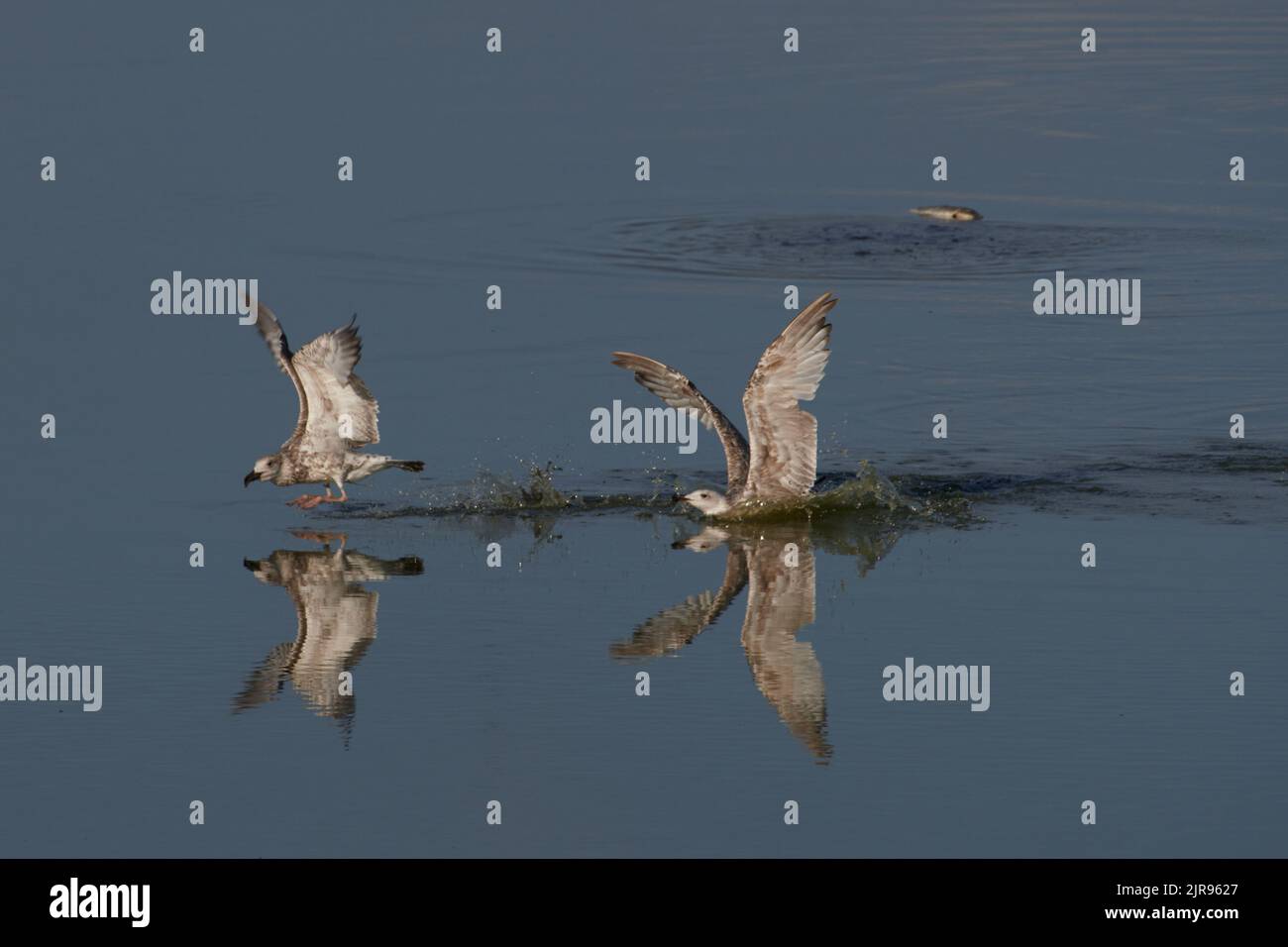 Silbermöwe, goéland argenté européen, Larus argentatus Banque D'Images