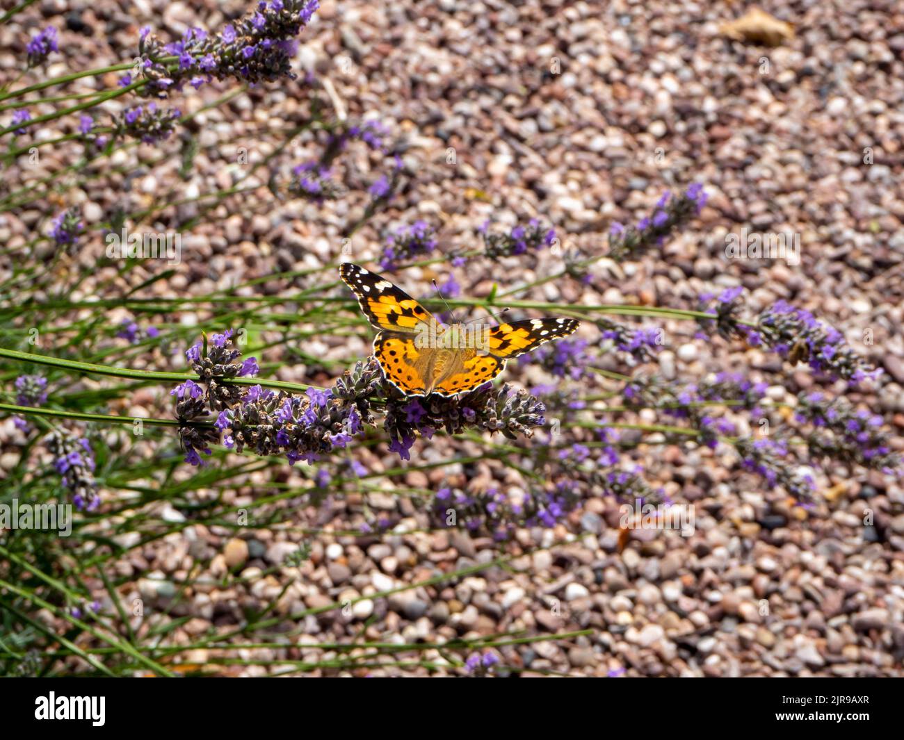 Painted Lady Butterfly One un buisson de lavande avec ses ailes s'ouvrant se réchauffant au soleil sur un fond de gravier Banque D'Images