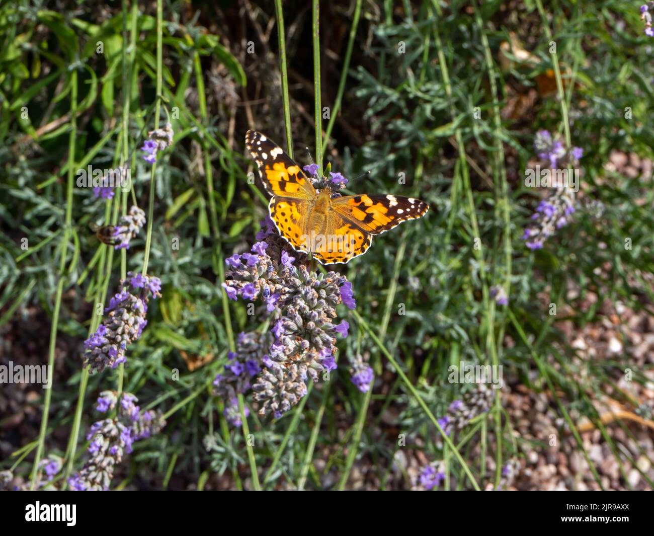 Painted Lady Butterfly One un buisson de lavande avec ses ailes s'ouvrent pour se réchauffer au soleil Banque D'Images