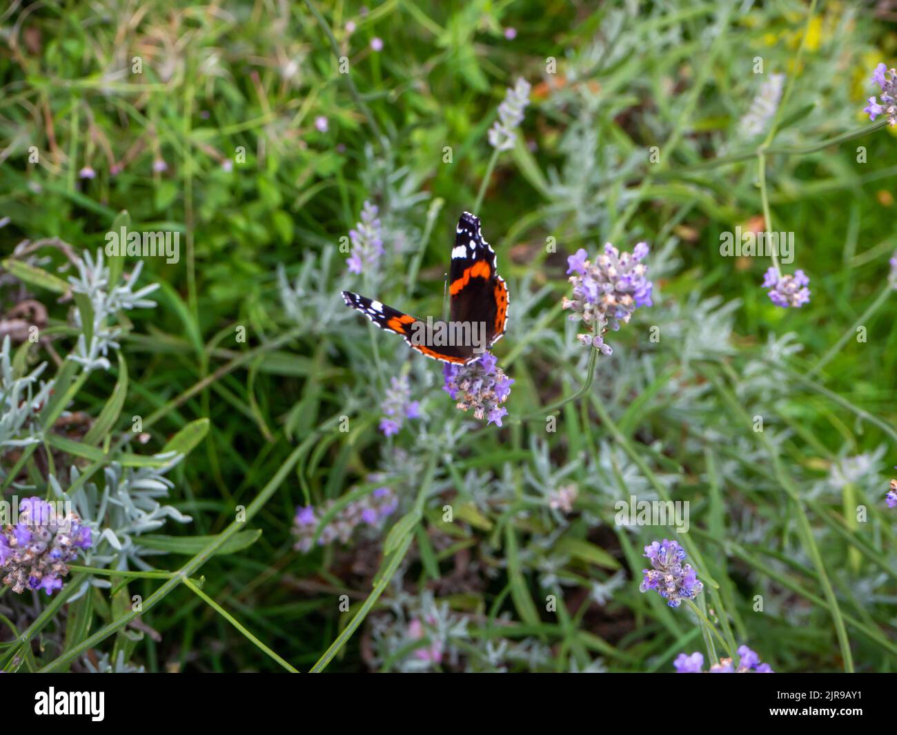 Papillon amiral rouge réchauffant ses ailes sur un buisson de lavande dans un jardin de campagne anglais Banque D'Images