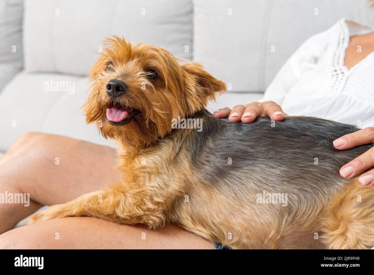 chien assis sur son propriétaire méconnaissable pour être pété et câliner. Banque D'Images
