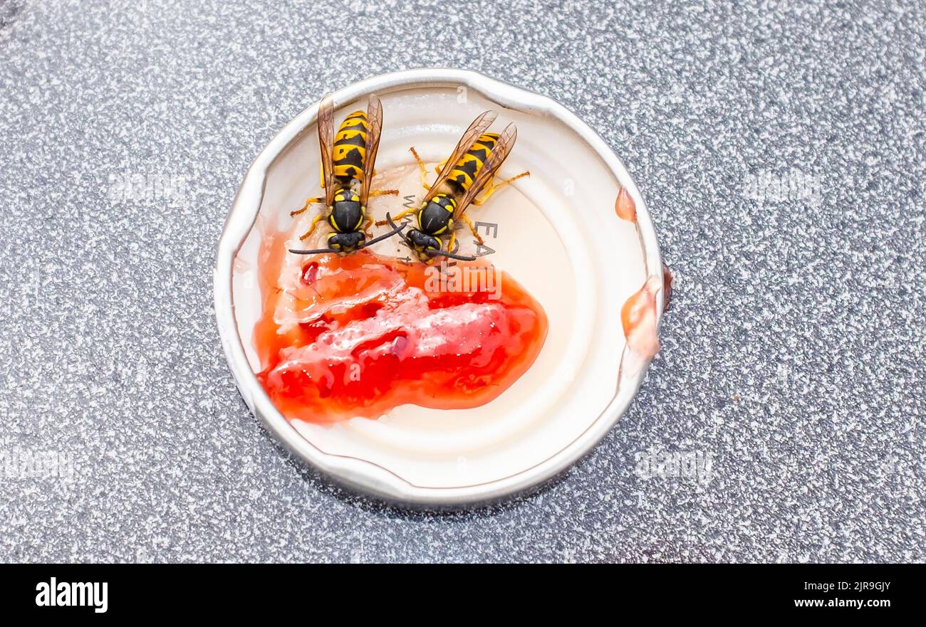 Wasps Vespula vulgaris appréciant des gorges sur la confiture de framboises à la fin de l'été, Angleterre Royaume-Uni Banque D'Images