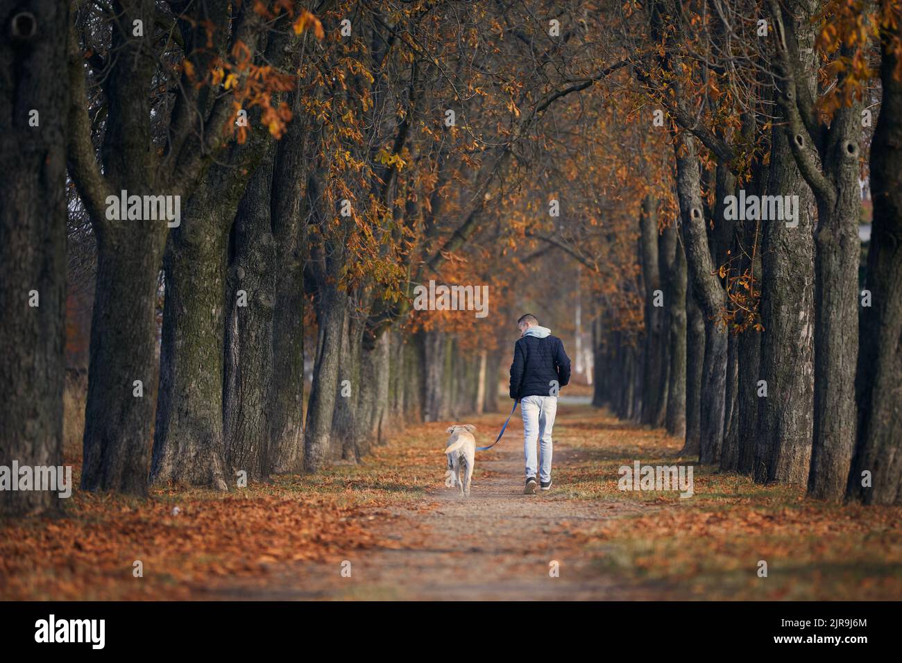 Vue arrière de l'homme avec chien. Propriétaire d'animaux de compagnie marchant avec labrador Retriever à travers la ruelle de châtaignier pendant la journée ensoleillée d'automne. Banque D'Images