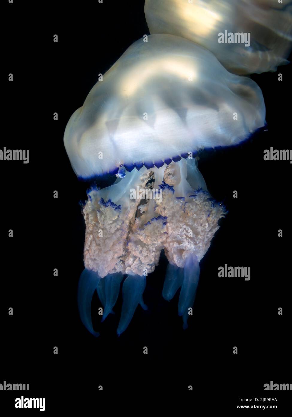 Méduses à canon (Rhizostoma pulmo) sur fond noir, plongée de nuit dans la mer Méditerranée Banque D'Images