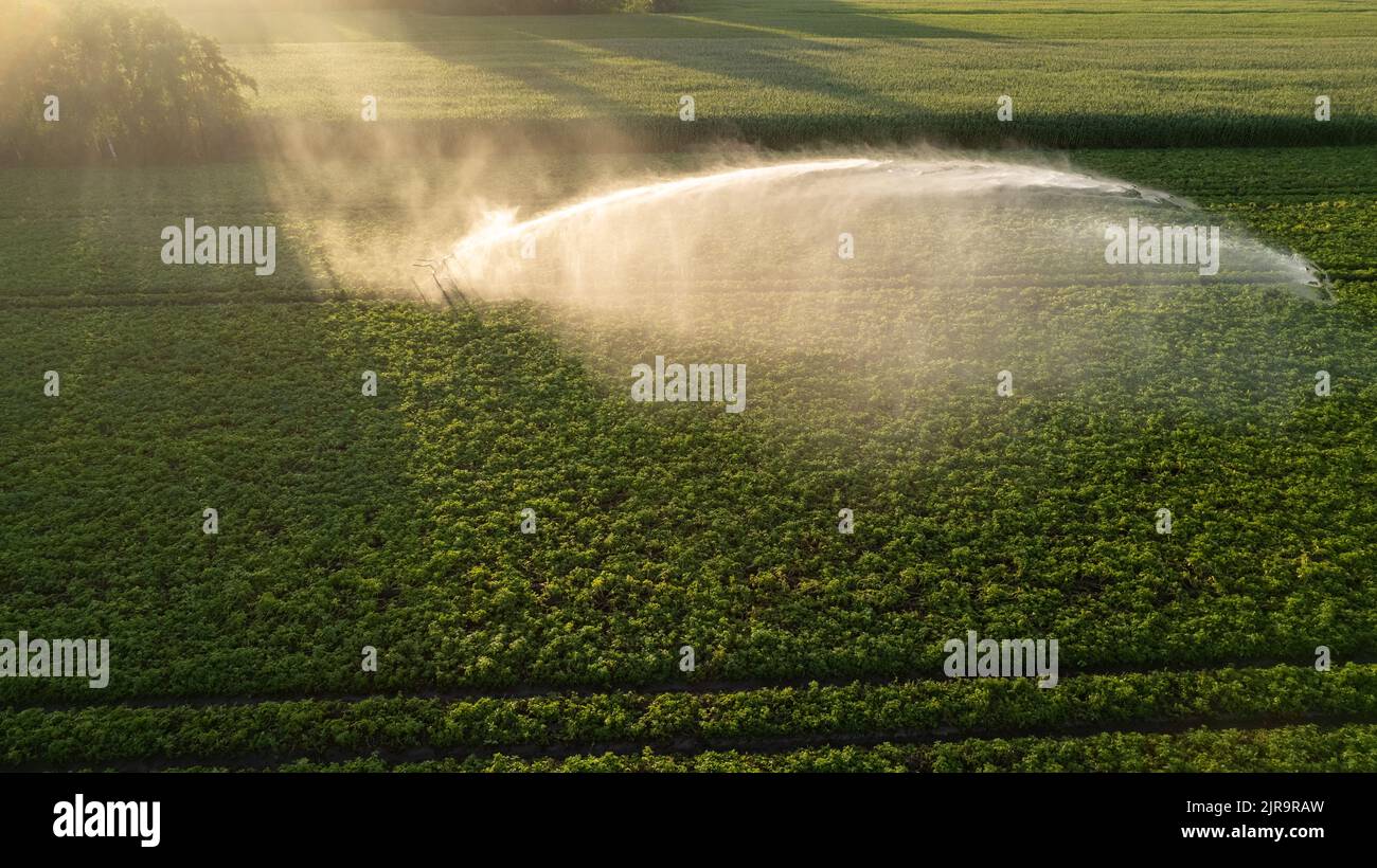 Vue aérienne par un drone d'un champ de pommes de terre irrigué par un système d'irrigation gigantesque et puissant. Photo de haute qualité Banque D'Images