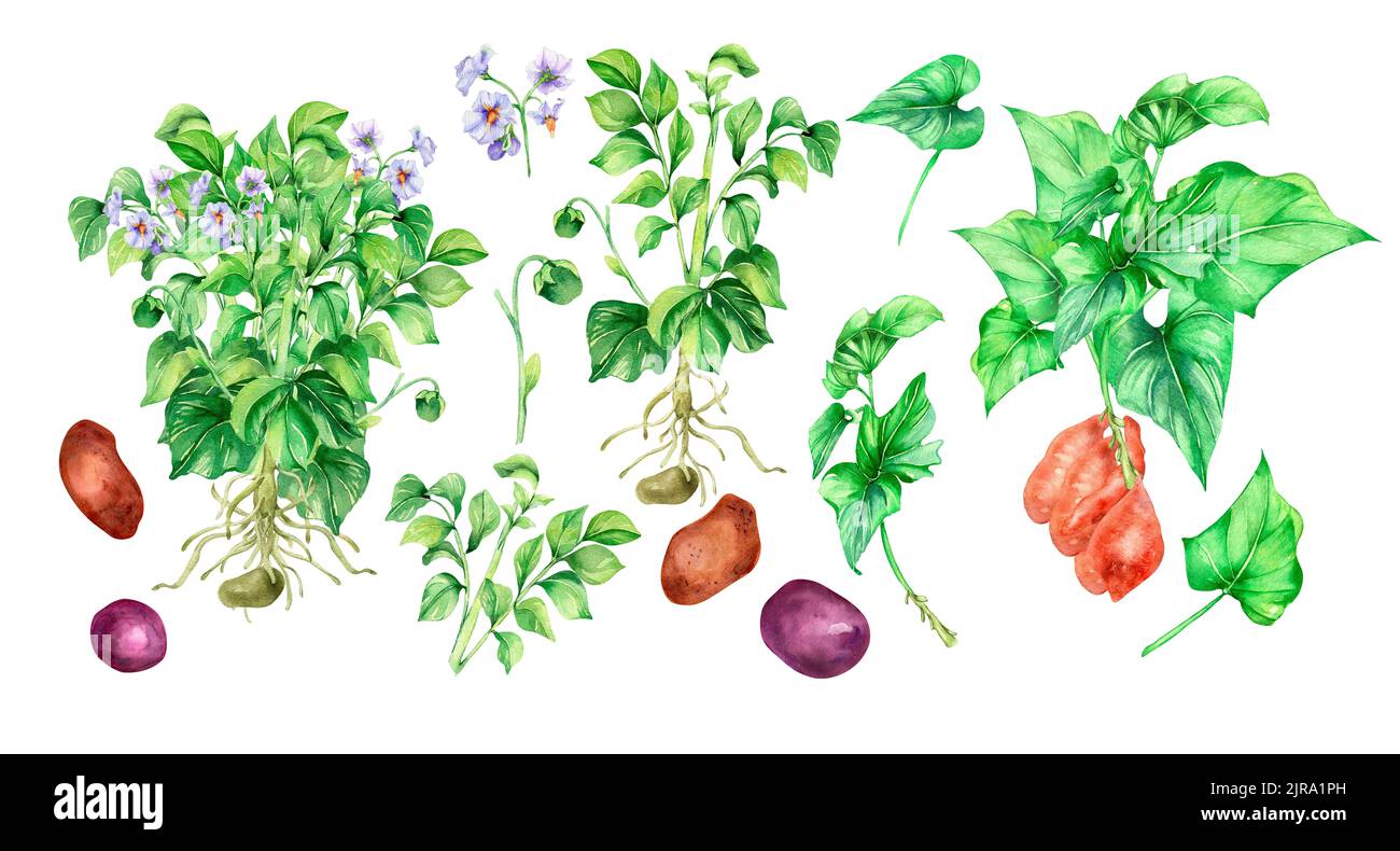 Jeu d'illustrations d'aquarelle de la pomme de terre verte sur fond blanc. Légumes racines crus, batata, plantes de jardin peintes à la main. Élément design pour le desig Banque D'Images