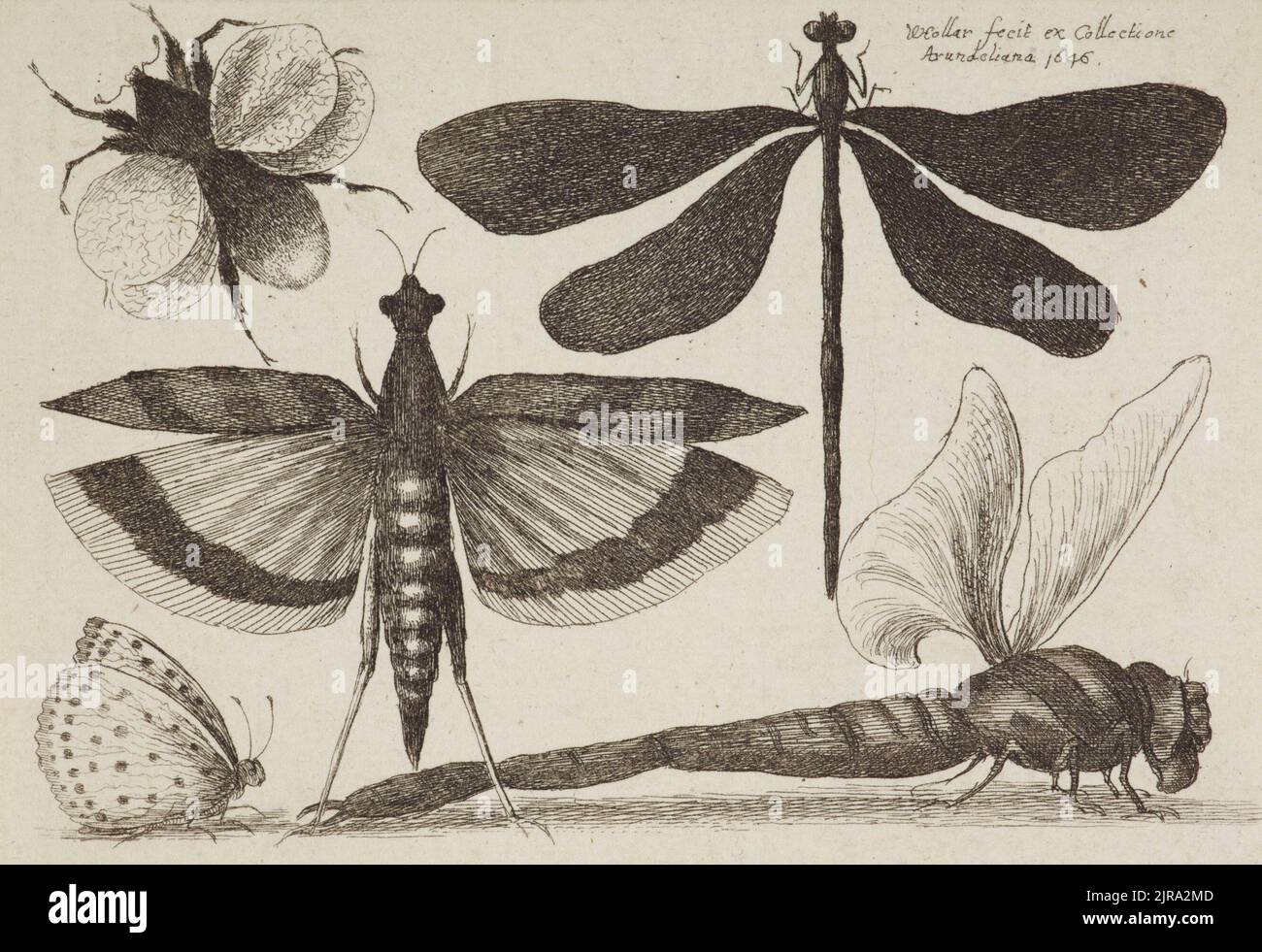 Muscarum scarabeorum ... figure variale. Tôle 6. Libellules, bourdon, sauterelle et papillon., 1646, Flandre, par Venceslaus Hollar. Don de Mgr Monrad, 1869. Banque D'Images